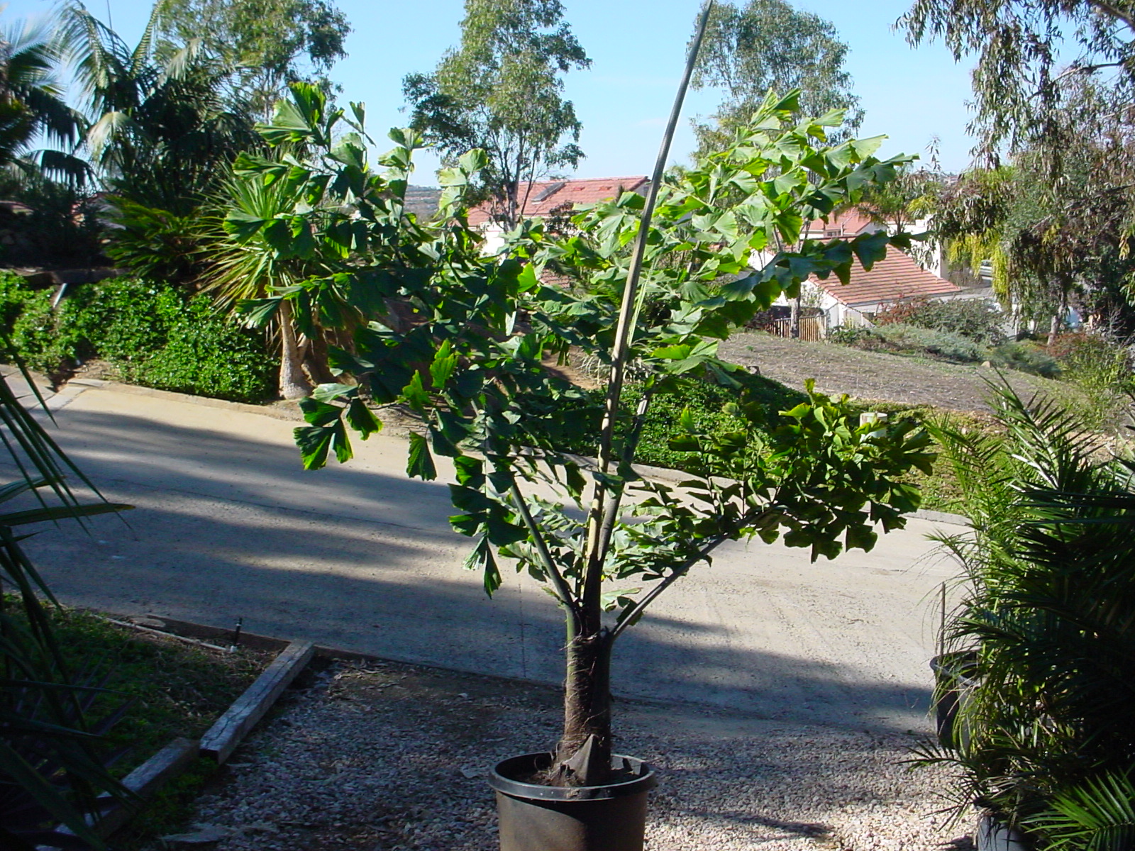 Caryota gigas, 20 gallon