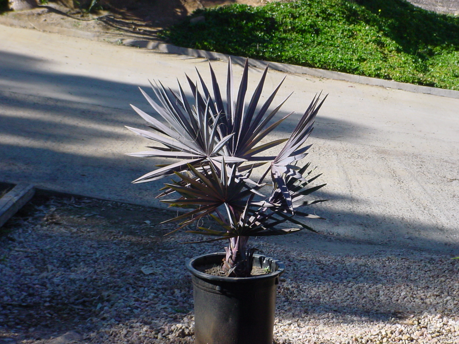 Bizmarkia nobilis, 15 gallon