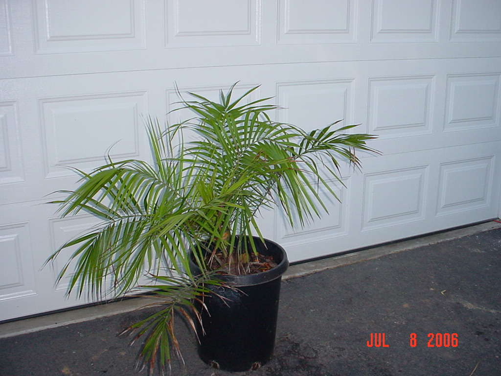 Phoenix rupicola, 15 gallon