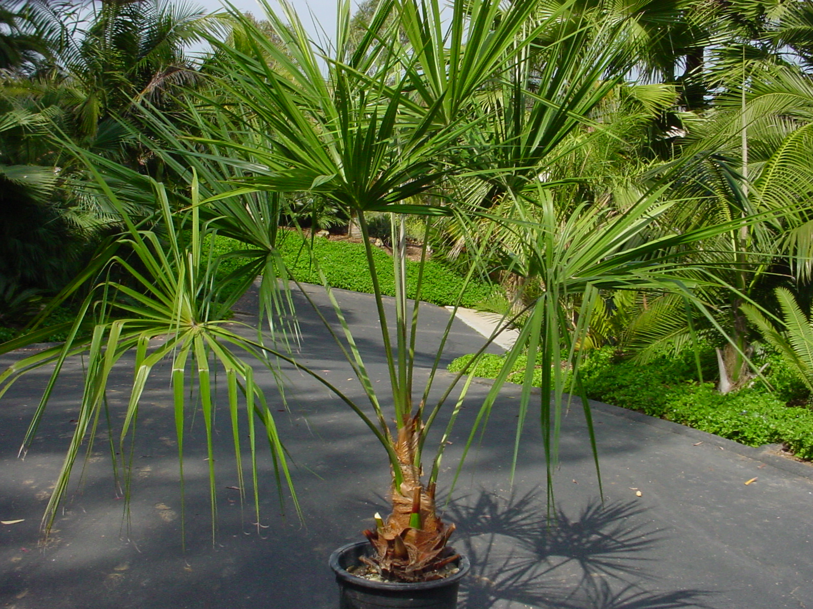 Livistona decora - ribbon palm
