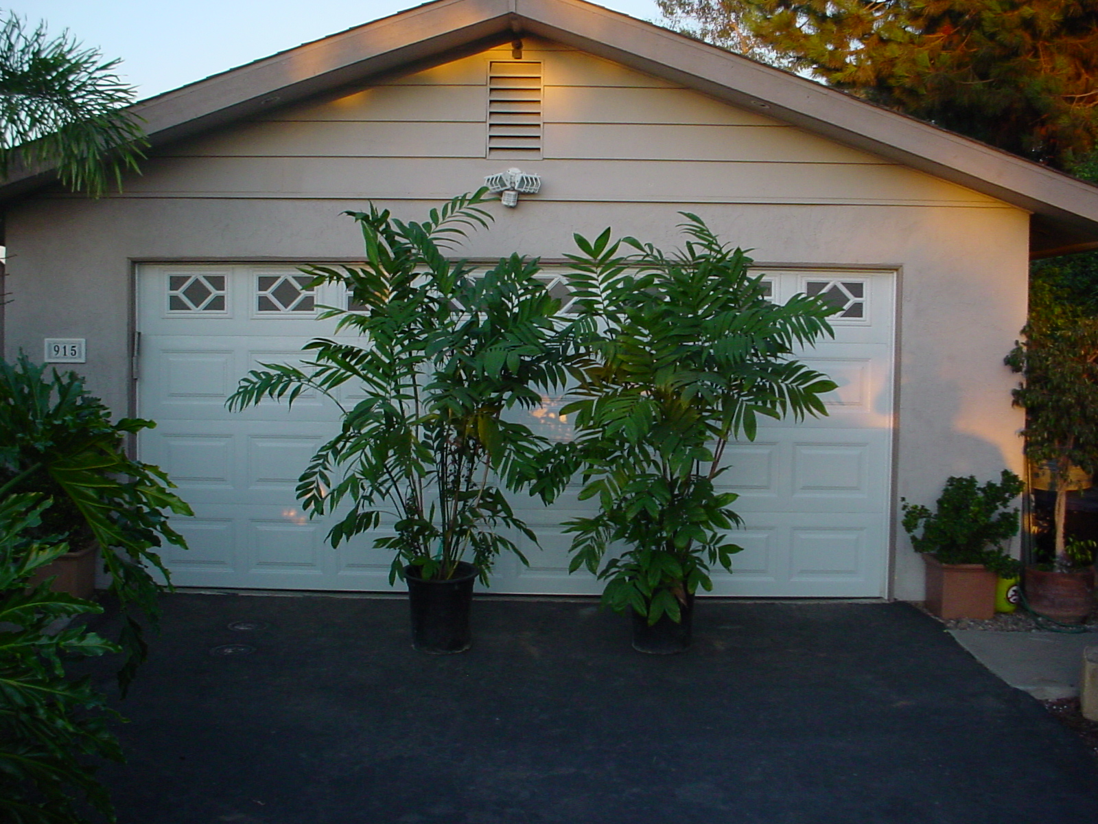 Chamaedorea microspadix, 15 gallon